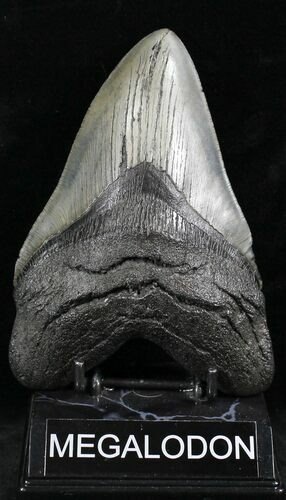 Epic Megalodon Tooth - South Carolina #27315